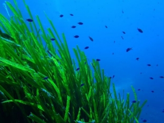 La faune et la flore sous marine dans le var